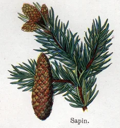 Läkemedel och mat botaniska växter: gran. Gravyr i "" La medication naturelle"", av Friedrich Eduard Bilz (1842-1922)