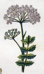 Läkemedel och mat botaniska växter: stor lokal. Gravyr i "" La medication naturelle"", av Friedrich Eduard Bilz (1842-1922)