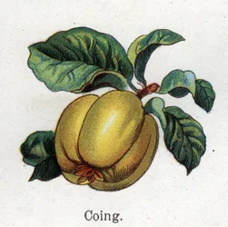 Läkemedel och mat botaniska växter: kvitten. Gravyr i "" La medication naturelle"", av Friedrich Eduard Bilz (1842-1922)