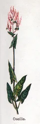 Läkemedel och mat botaniska växter: syra. Gravyr i "" La medication naturelle"", av Friedrich Eduard Bilz (1842-1922)