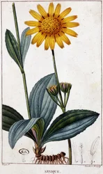 Medicinalväxt: Arnic (eller arnica) - botanisk tavla, sent 1800-tal.
