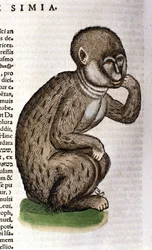 Apa efter ”Historia Animalium” av Conrad Gesner, Zürich 1560. Biblioteca Nazionale Braidense, Milano