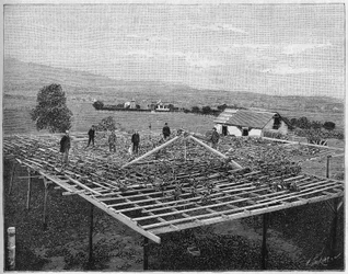 Montecito Vineyard i Kalifornien 1888. i "Nature" från 1888.