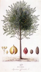 Myristica fragrans - Muscadier (Myristica officinalis). botaniska styrelsen