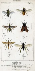 Naturhistorisk plansch. Entomologi. Familjen tvåvingar. Stickflugor: 6. Grå stickfluga; 7. näbbformad blomfluga; 8. bländande broms; 8a. huvud i profil; 9. svart broms; 9a. huvud i profil; 10. getingformad rovfluga; 10a. huvud i profil; 11. blomfluga med