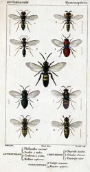 Naturhistorisk styrelse. Entomologi. Hymenopteres familj. Antofiler: 1. Filantkrona; 2. Scile 4 fläckar; 3. Screening crabron; 4 Melline ruficorne. Chryside: 5. Lugnande Chryside; 6. Hjärnomalum; 7. Parnope kött. Pterodiples: 8. gemensamt område; 9. Masar