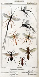 Naturhistorisk styrelse. Entomologi. Hymenopteres familj. Entomotiller: 1. Inchneumon demonstrant; 2. Foene lancier; 3. Evanie appendigastre; 4. Gul ophion; 5. Vitmålad. Myrmeges: 1. Doryle bay; 2. Förutsatt rödhårig (Fem.) 3. Ecarlate mutille.