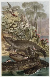 Nilkrokodil - Nilkrokodilen (Crocodylus niloticus) - gravyr från "" Brehms djurliv"" av Alfred Edmund Brehm (1829-1884)