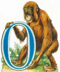 O: Orangutang