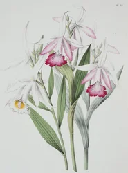 Orkidé: Sobralia liliastrum från "Sertum Orchidaceum"