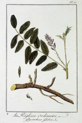 Ordinary liquisse (Glycyrrhiza glabra) - i "Exercices in botany for the use of traders", redigerad av J.C. Philibert, Imprimerie de Crapelet, Paris