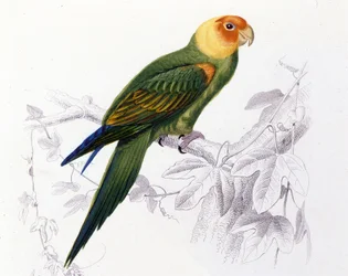 Ornitologi: Carolina papegoja. (Psittacus carolinensis)