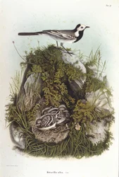 Ornitologi: en grå bergeronnet (motacilla alba) nära sina ungas bo. 1800-talets zoologinämnd
