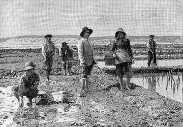 Ostreikultur - odling av ostron i Arcachon-bassängen (1894): ostronparkare (från ett fotografi). Gravyr i "" Nature: granskning av vetenskaperna och deras tillämpningar på konst och industri "" av 23 juni 1894.