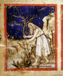 Sida i ett bibelmanuskript. Noas växtliv. Miniatyrer från codex 212 (eller Padovano Codice eller Bible of Padua) 1390-1400 Rovigo, Accademia dei Concordi