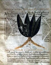 Sida i manuskriptet av Apulee (Lucius Apuleius) (ca 125-ca 180), "På örternas styrka", 800- eller 900-talet. Lucca, statsbiblioteket.