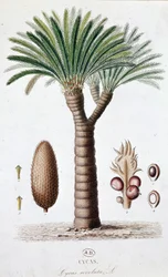 Palm Cycas Revoluta - Botanisk tavla