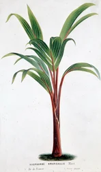 Palm Hyophorbe Amaricaulis (Mauritius) - Botanisk tavla