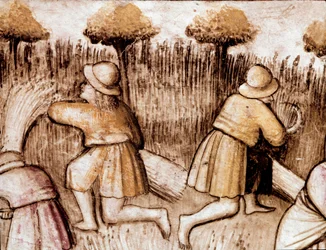 Bönder som klipper bles Miniatyr från codex 212 (eller Padovano Codice eller Bible of Padua) 1390-1400 Rovigo, Accademia dei Concordi
