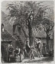 Plocka körsbär - Plocka körsbär - gravyr av 1860 -