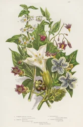 Giftiga växter. Förutom den giftiga svarta eller vanliga nattskatten (Solanum nigrum) uppe till vänster och besksöta nattskatten eller vedartade nattskatten (Solanum dulcamara) uppe till höger finns den farligare belladonnan (Atropa belladonna) nere till