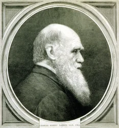 Porträtt av Charles Darwin (1809 - 1882)