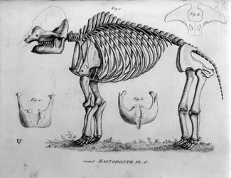 Förhistoria: Mastodontskelett, fossila däggdjur (Mas gigantium). Paleontologinämnden för 1800-talet.