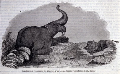 Förhistoria: representation av en Dinotherium, typ av patchyderm, som avvisar attacken av ett lejon. Gravyr av 1800-talet