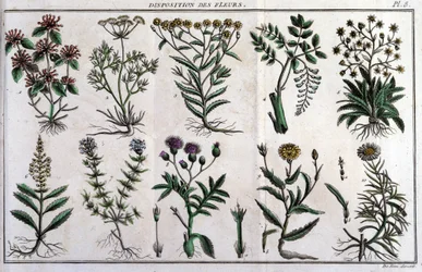 Tillhandahållande av blommor: i "" Flora Françoise, eller en kort beskrivning av alla växter som växer naturligt i Frankrike, arrangerade enligt en ny analysmetod till vilken vi bifogar citatet om deras mindre tvetydiga dygder inom medicin och deras använd