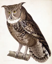 Raptor: Afrikansk uggla. 1800-talsgravyr