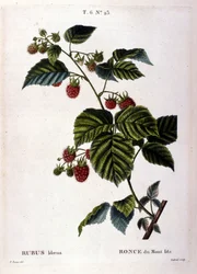 Hallon och frukt: 1800-tals botaniska tavla.