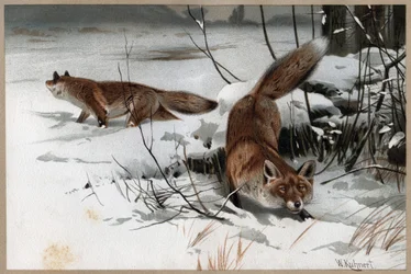 Röd räv - Rödräven (Vulpes vulpes) - gravyr från "" Brehms Djurliv"" av Alfred Edmund Brehm (1829-1884)