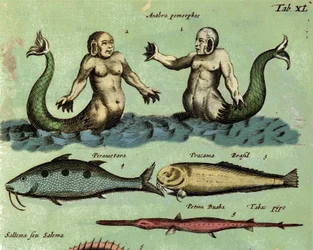 Representation av en siren och en triton, en fantastisk marin varelse som beskrivs i en zoologiatlas. Detalj. 1600-talet