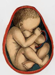 Representation av en livmoder med graviditet. "Den nya naturliga medicinen"" av F.E. Bilz.1898.