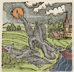Representation av basilikerna under flygning brinnande vetefält. Gravyr från "Prodigiorum ac ostentorum chronicon" av Conrad Lycosthenes (1518-1561). 1557.