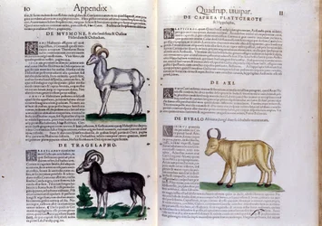 Representation av får, buffel... - i Djurens historia av Conrad Gesner (1516 - 1565), Tiguri