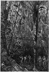 Vägutveckling i Centralamerika: Borrningen av den nicaraguanska vägen genom en urskog (avskogning). Teckning av löjtnant Olivier, medlem av kapten Bedford Pims expedition (1826-1886). Gravyr i "" The Illustrious Universe""