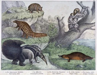 Gnagare: Tatou, lat, myra - i "" Natural histories of mammals"", red. Schreiber