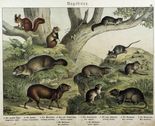 Gnagare: ekorre... - i "" Natural histories of mammals"", red. Schreiber