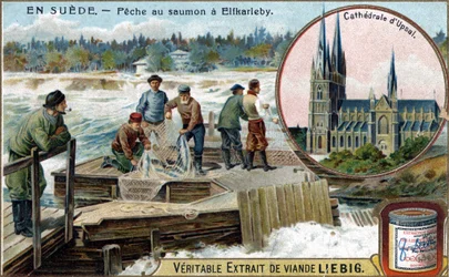 Laxfiske i Elfkarleby, Sverige. Kromolitografi, Liebig-bild.