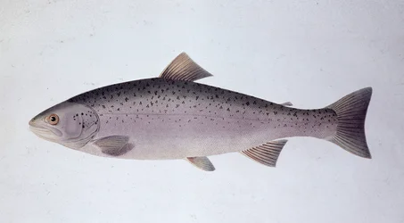 Laxöring - Naturhistorisk styrelse