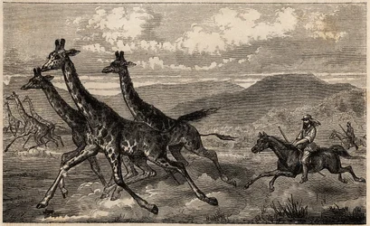 Samuel W. Baker jagar giraff i Centralafrika i regionen Upper Nile. Gravyr för illustration av resan till Lake Albert, 1861-1864, av Sir Samuel White Baker, i "Le tour du monde, nouveau journal des voyages"" publicerad under ledning av Ed