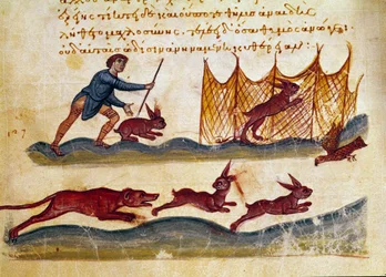 Scen med jakthare Miniatyr tagen från jakthandeln "" The Cynegetics"" av Oppian (Oppian eller Oppianus) i Syrien (3:e århundradet e.Kr.) tillägnad Caracalla. 1000-talets Venedig. Biblioteca Marciana