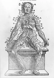 Utsnitt av en människokropp från W. H. Ryff Anatomisk beskrivning av alla delar av människokroppen tryckt i Paris 1545