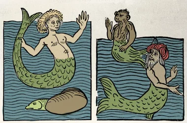 Sirene eller Virgin of the Sea, Monkey och Sea Turk. Gravyr från "Hortus sanitatis""