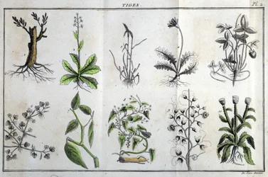 Stammar: i "" Flora Françoise, eller en kort beskrivning av alla växter som växer naturligt i Frankrike, ordnade enligt en ny analysmetod till vilken citatet av deras minst tvetydiga dygder inom medicin och deras användbarhet inom konsten" av J