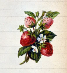 Jordgubbar. 1800-talets kromolitografi.