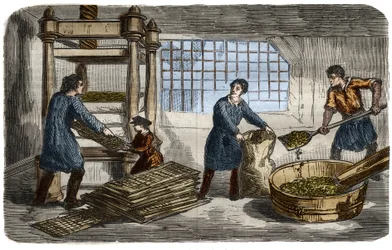 Sockertillverkning: extraktion av juice från betmassa. Massan stoppas i påsar som staplas under brickan på en hydraulpress. Gravyr från 1859. i "" Vetenskapsmuseet""