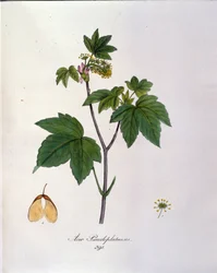Sycamore Maple Branch. Botanisk tavla från ett herbarium från början av 1800-talet.