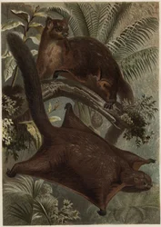 Taguan (flygande ekorre) (familjen Sciuridae) - Ekorre (flygekorre) - gravyr från "" Brehms djurliv"" av Alfred Edmund Brehm (1829-1884)
